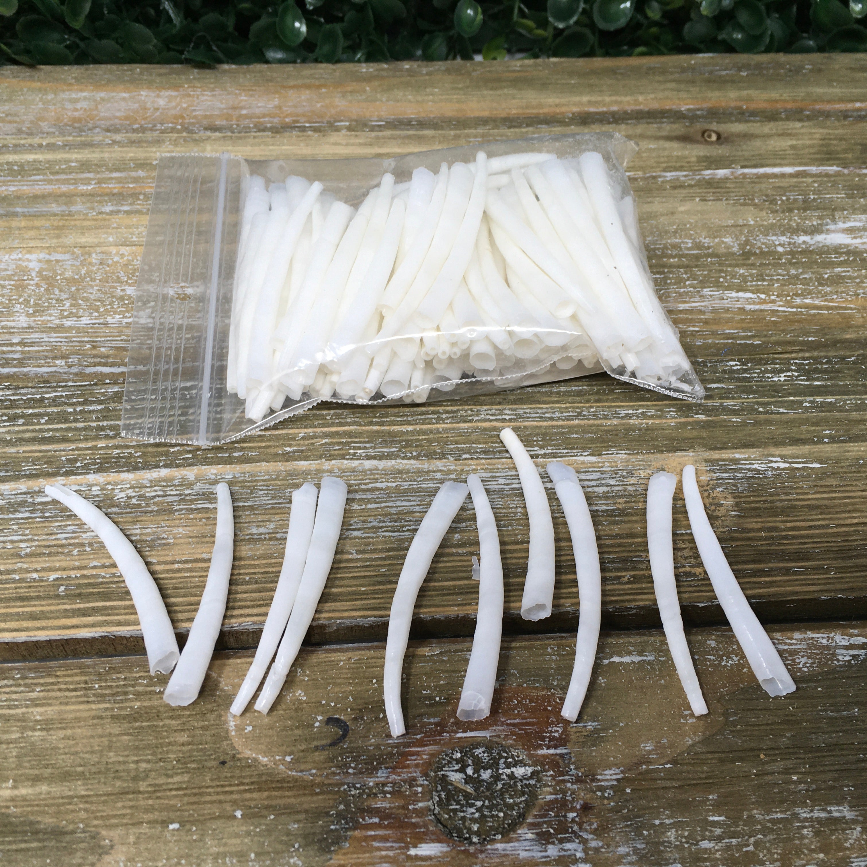 Dentalium 100 pack