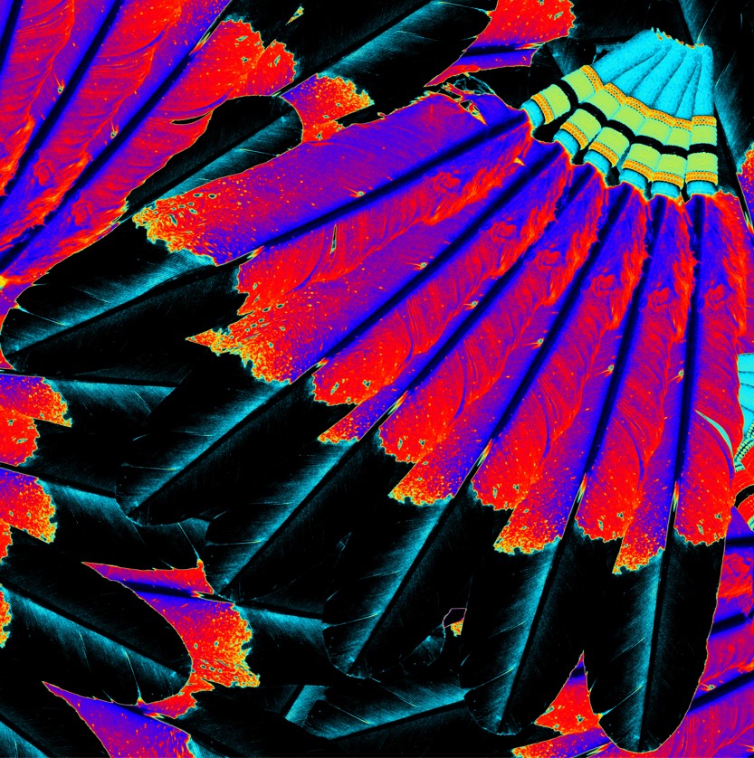 Eagle Feather Remix Cotton Poplin Fabric By the Yard