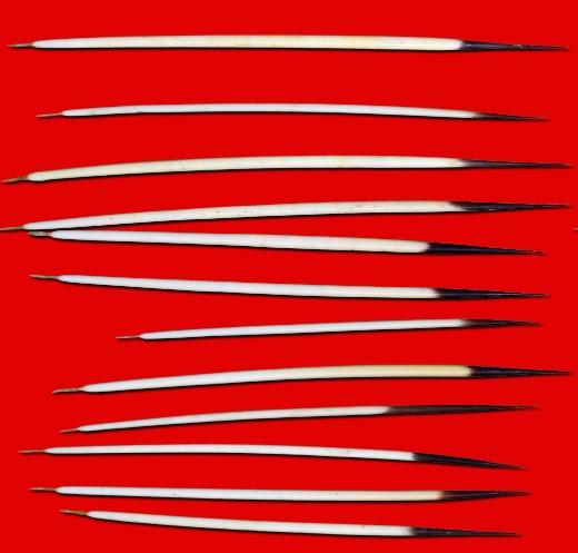 Quills Dancing Red Cotton Poplin Fabric By the Yard