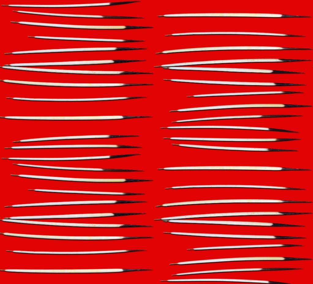 Quills Dancing Red Cotton Poplin Fabric By the Yard